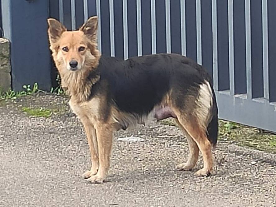 Adotta un cane, femmina, 3 anni e 1 mese, Latina