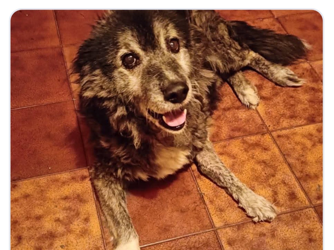 Adozione cane, maschio, Razza sconosciuta Razza sconosciuta, 7 anni e 8 mesi, taglia grande, Avellino