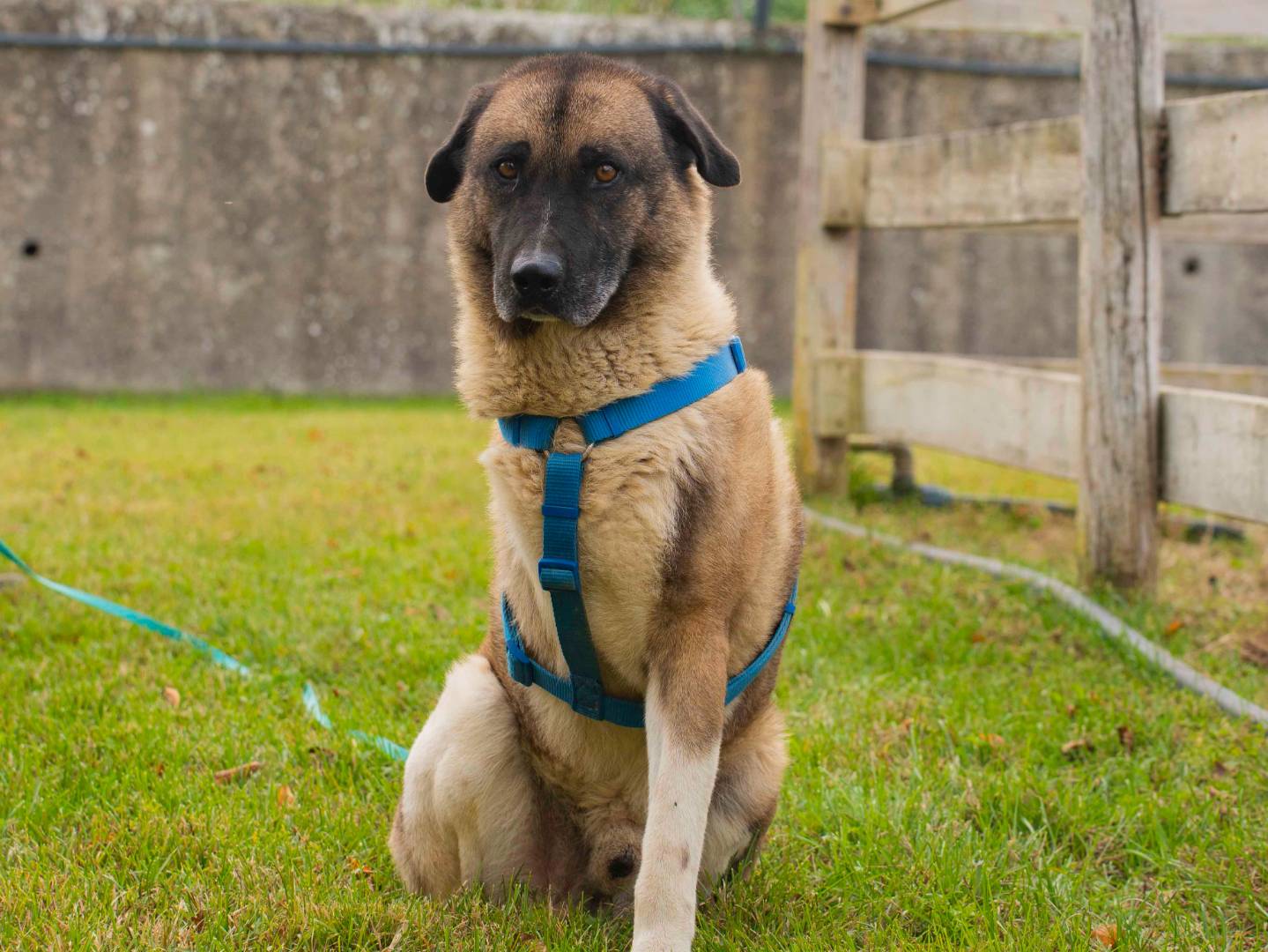 Vuoi adottare un cane a Pavia?