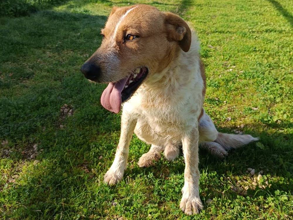 Adozione cane, maschio, Razza sconosciuta Razza sconosciuta, 4 anni e 4 mesi, taglia grande, Bologna