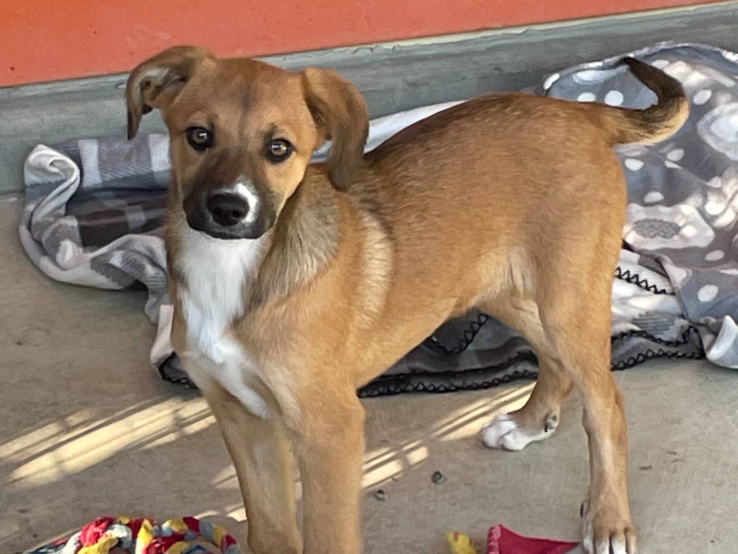 Adozione cane, femmina, Razza sconosciuta Razza sconosciuta, 5 mesi, taglia media contenuta, Pavia