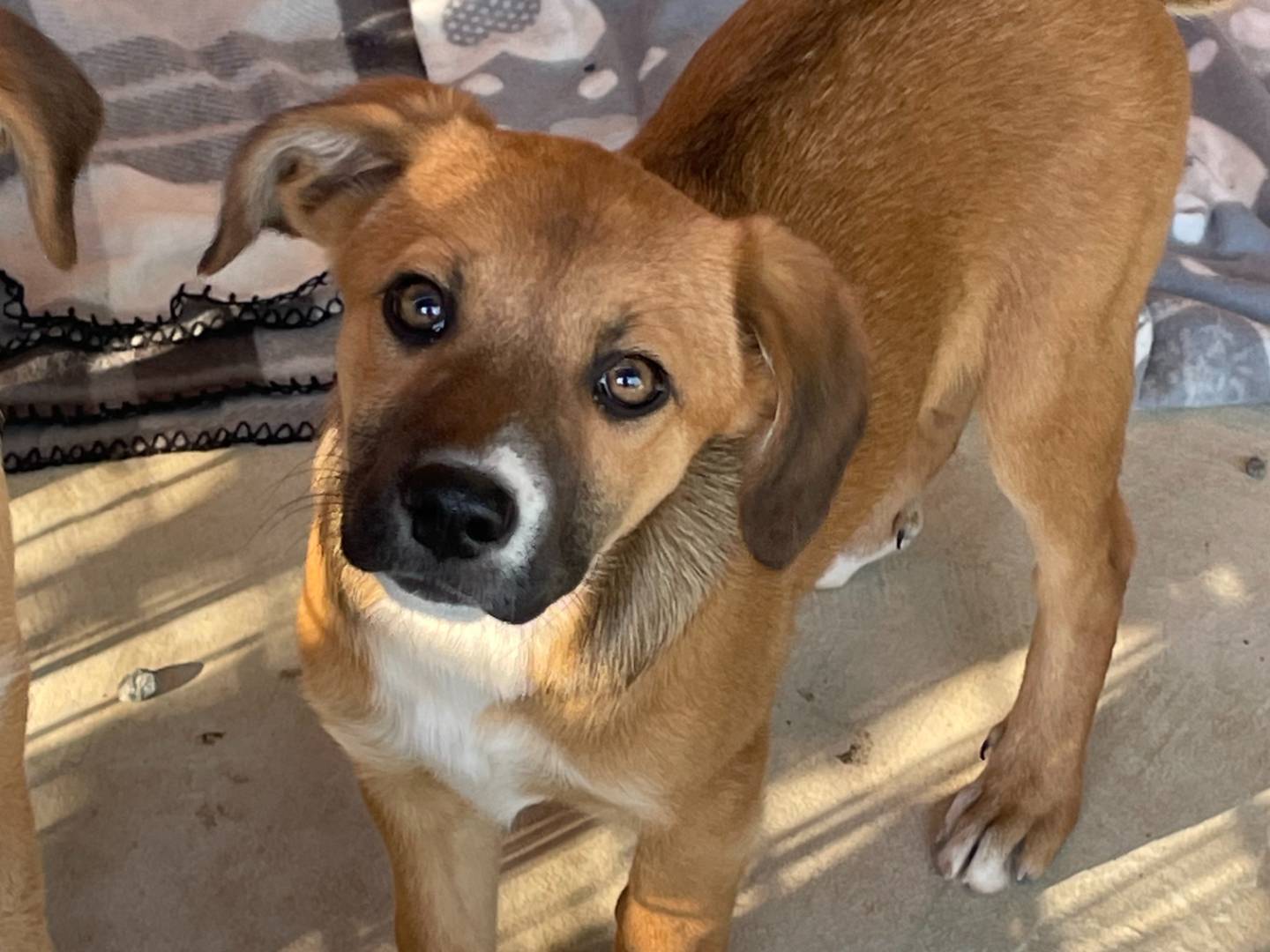 Adotta un cane, femmina, 5 mesi, Pavia