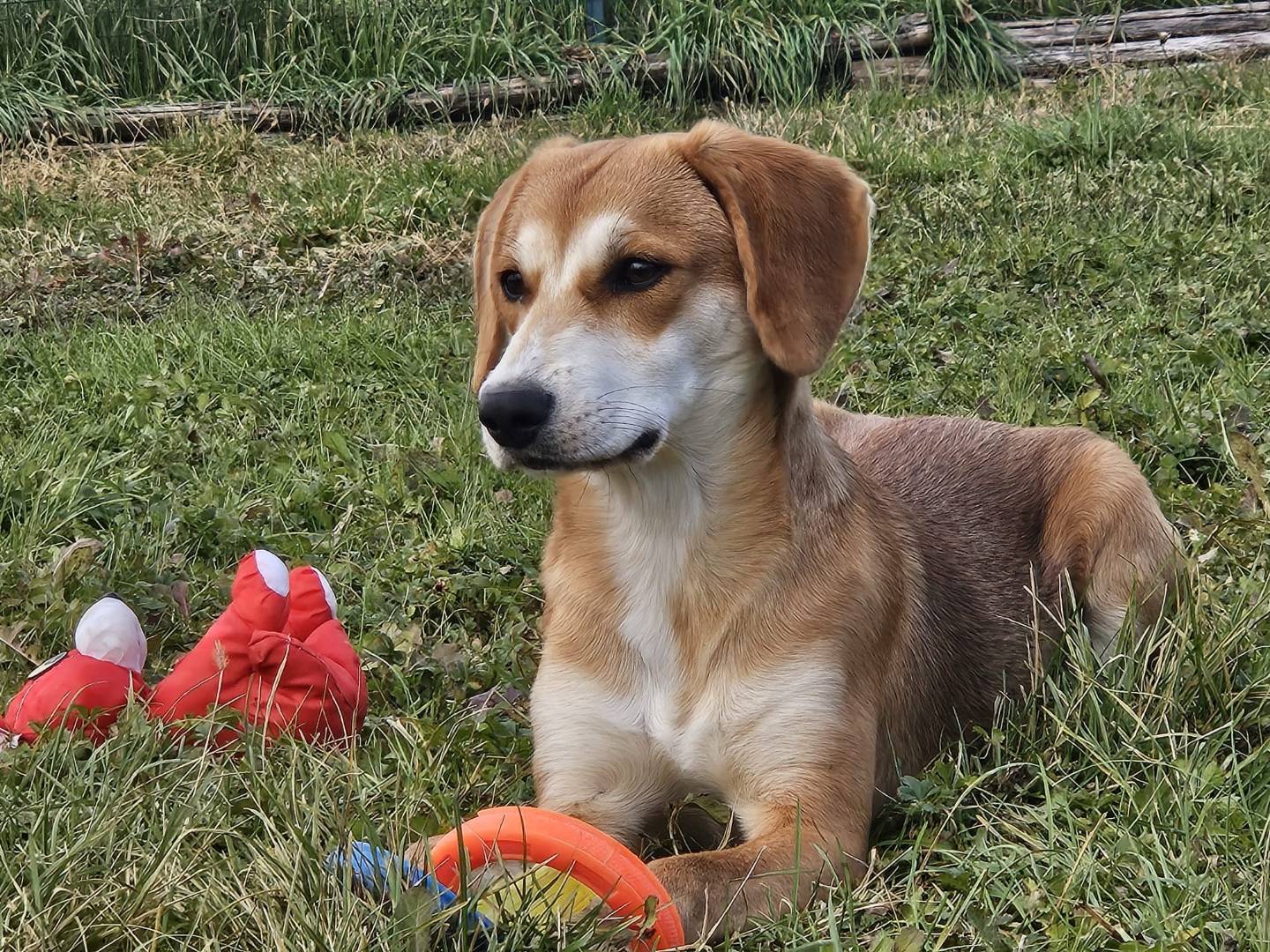 Adozione cane, femmina, Segugio Razza sconosciuta, 6 mesi, taglia media, Pavia