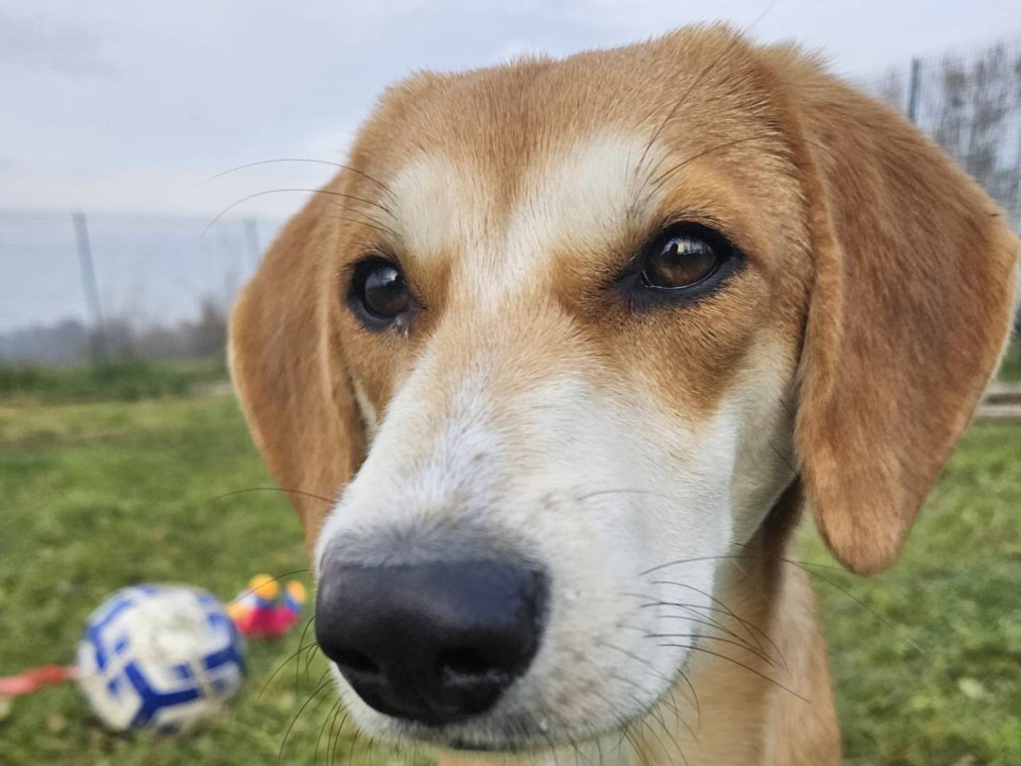 Adotta un cane, femmina, 6 mesi, Pavia