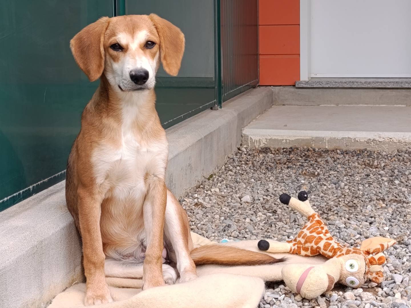 Adotta un cane, taglia media, femmina, Pavia