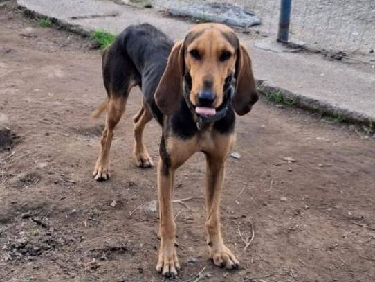Adozione cane, maschio, Segugio Razza sconosciuta, 2 anni e 3 mesi, taglia media, Crotone