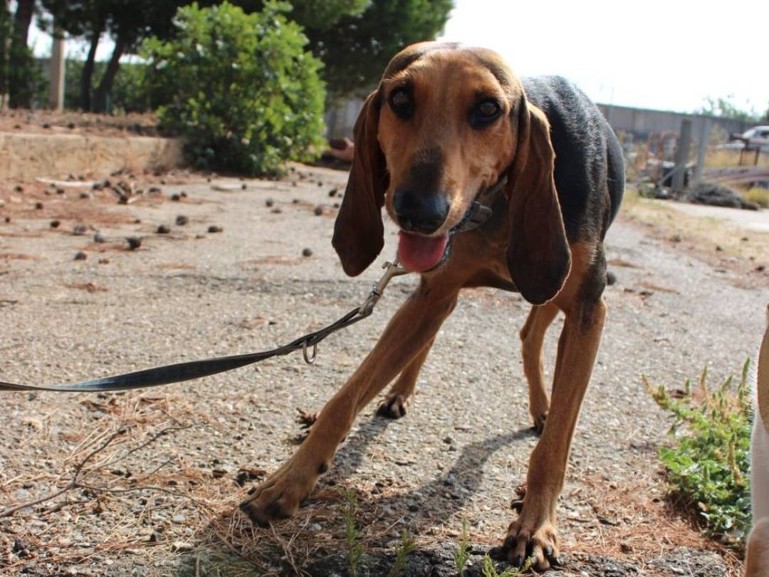 Adotta un cane, taglia media, maschio, Crotone