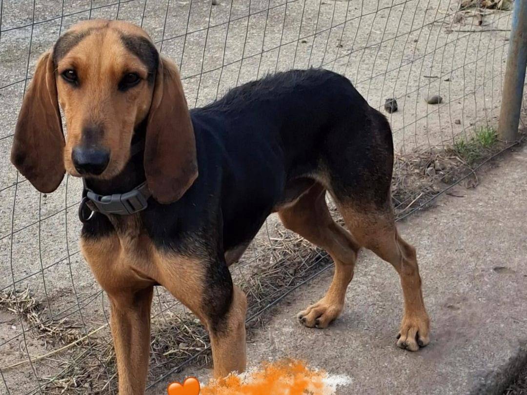 Vuoi adottare un cane a Crotone?