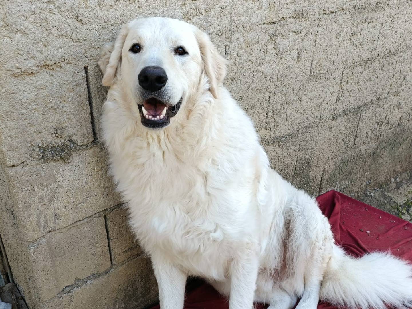 Adotta un cane, maschio, 1 anno e 7 mesi, Potenza