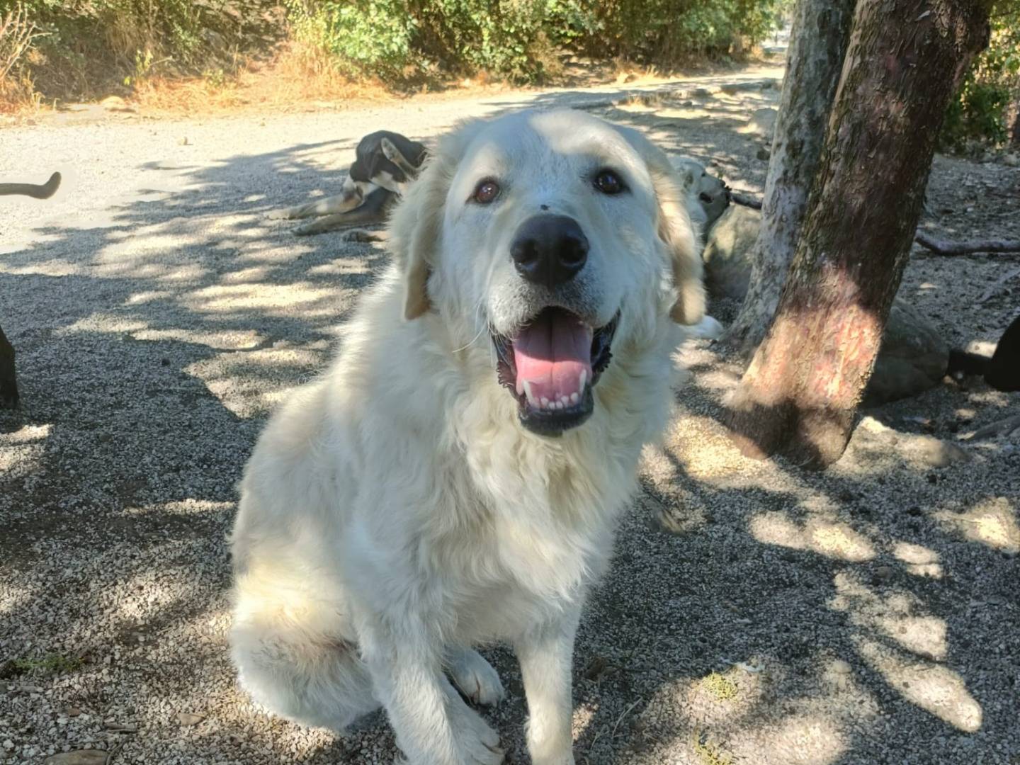 Adotta un cane, taglia gigante, maschio, Potenza