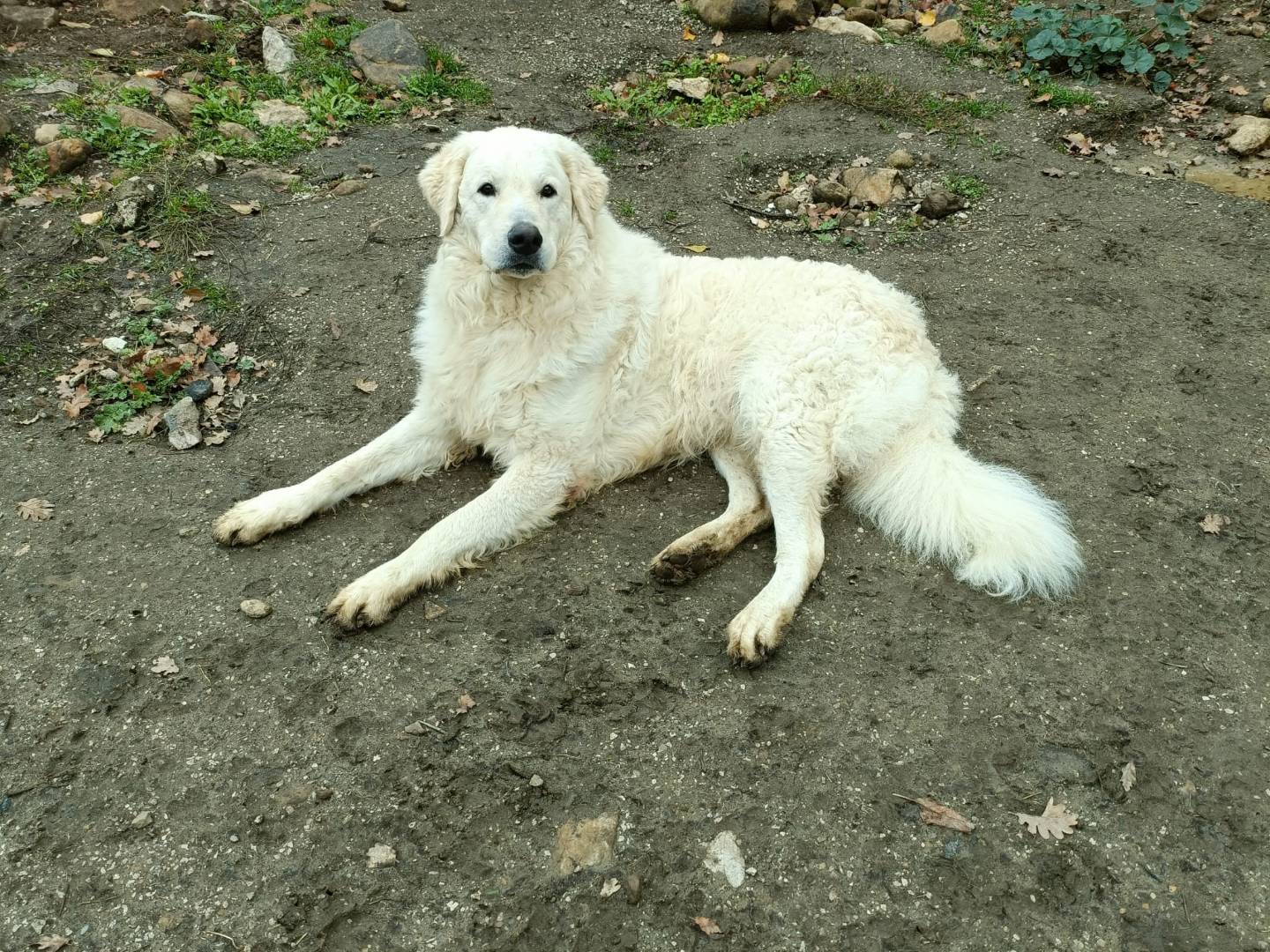 Vuoi adottare un cane a Potenza?