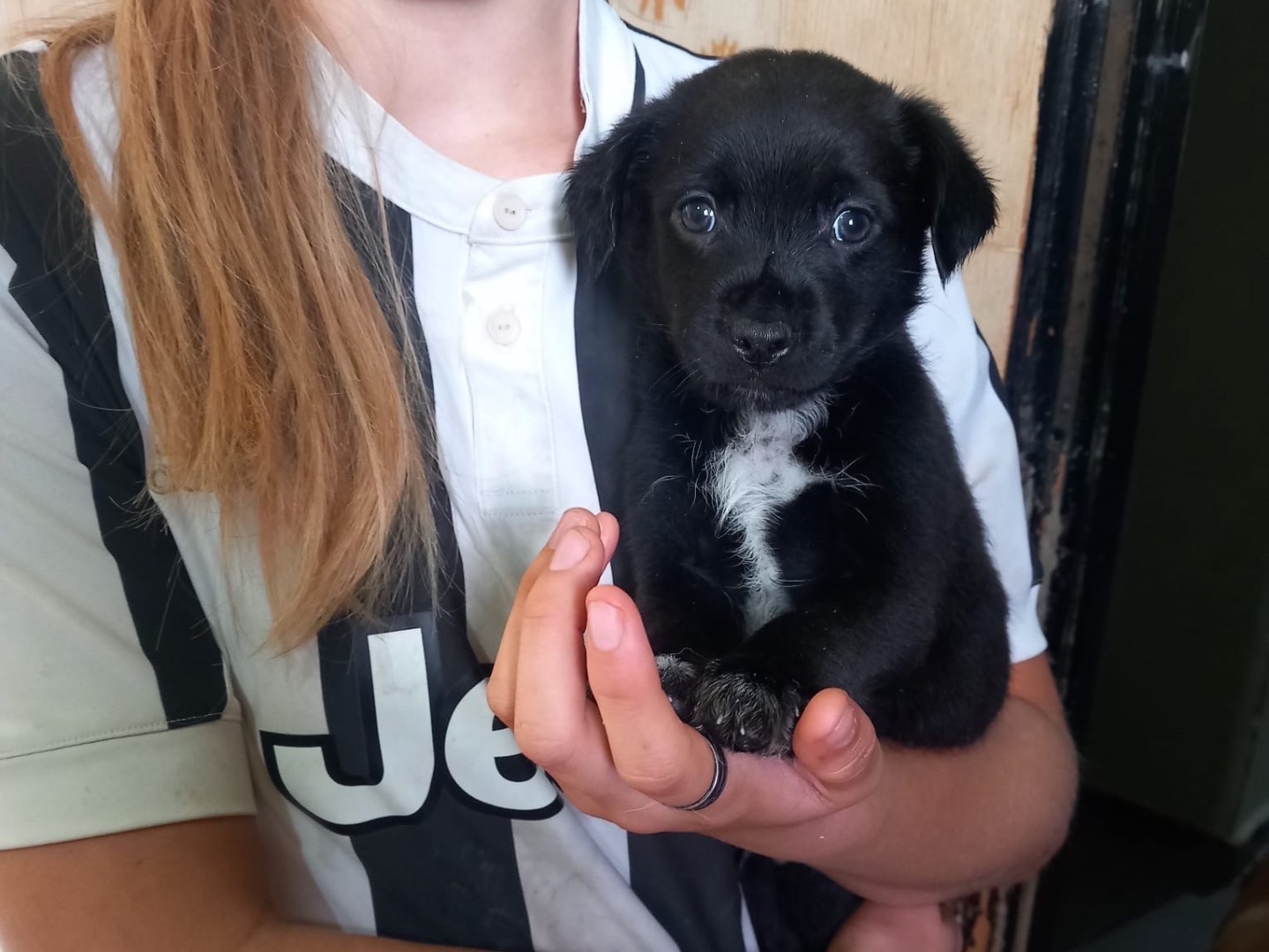 Adozione cane, maschio, Razza sconosciuta Razza sconosciuta, 2 mesi, taglia piccola, Cosenza