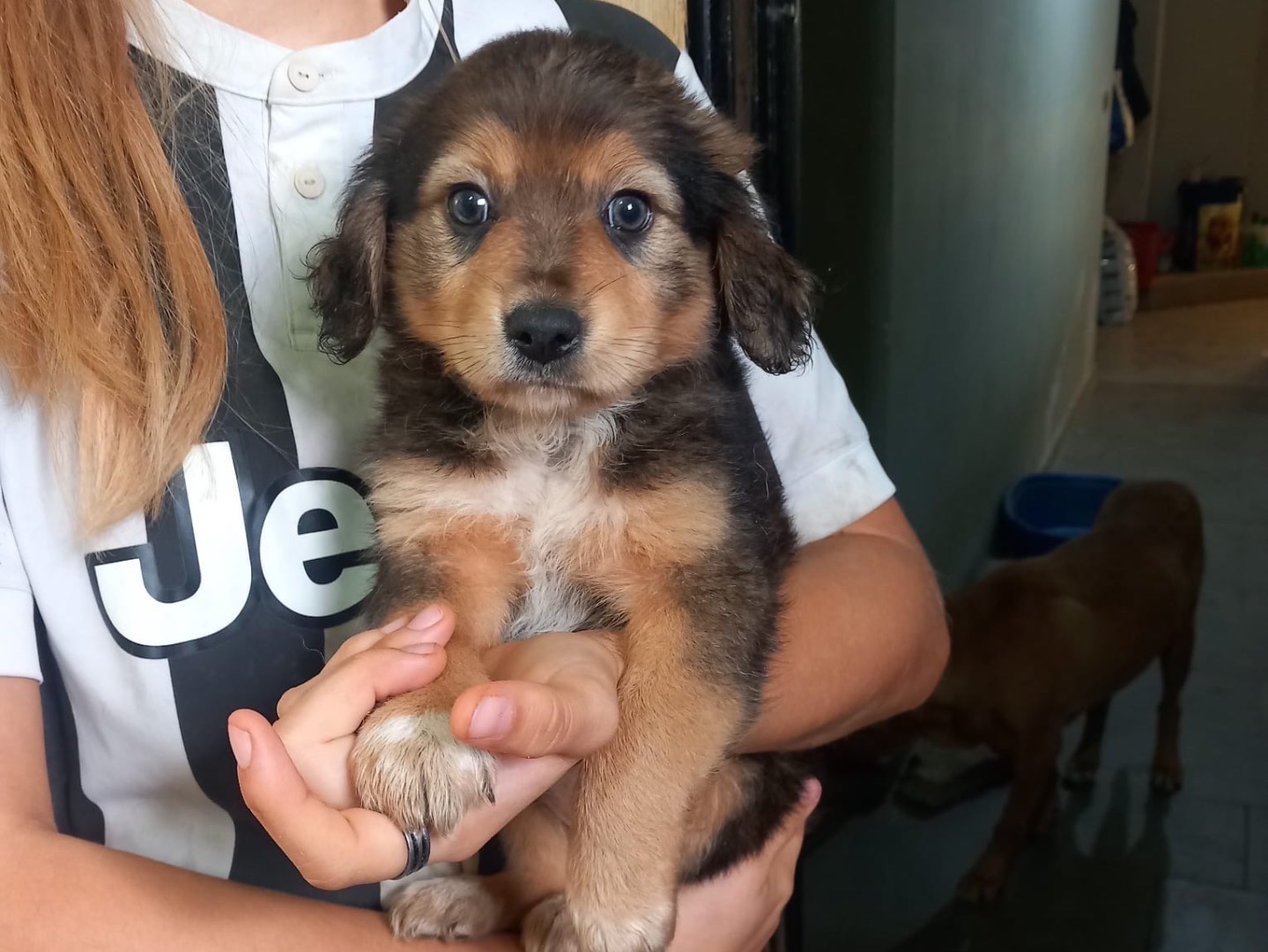 Adozione cane, femmina, Razza sconosciuta Razza sconosciuta, 2 mesi, taglia piccola, Cosenza