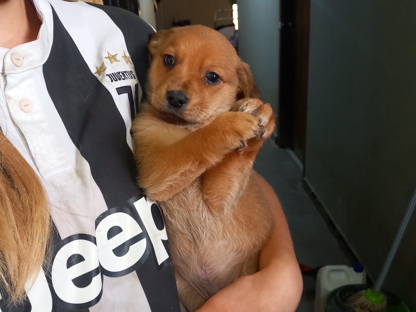Adozione cane, maschio, Razza sconosciuta Razza sconosciuta, 2 mesi, taglia piccola, Cosenza