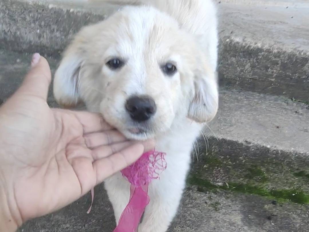 Adozione cane, femmina, Golden Retriever Pastore maremmano, 2 mesi, taglia grande, Vibo