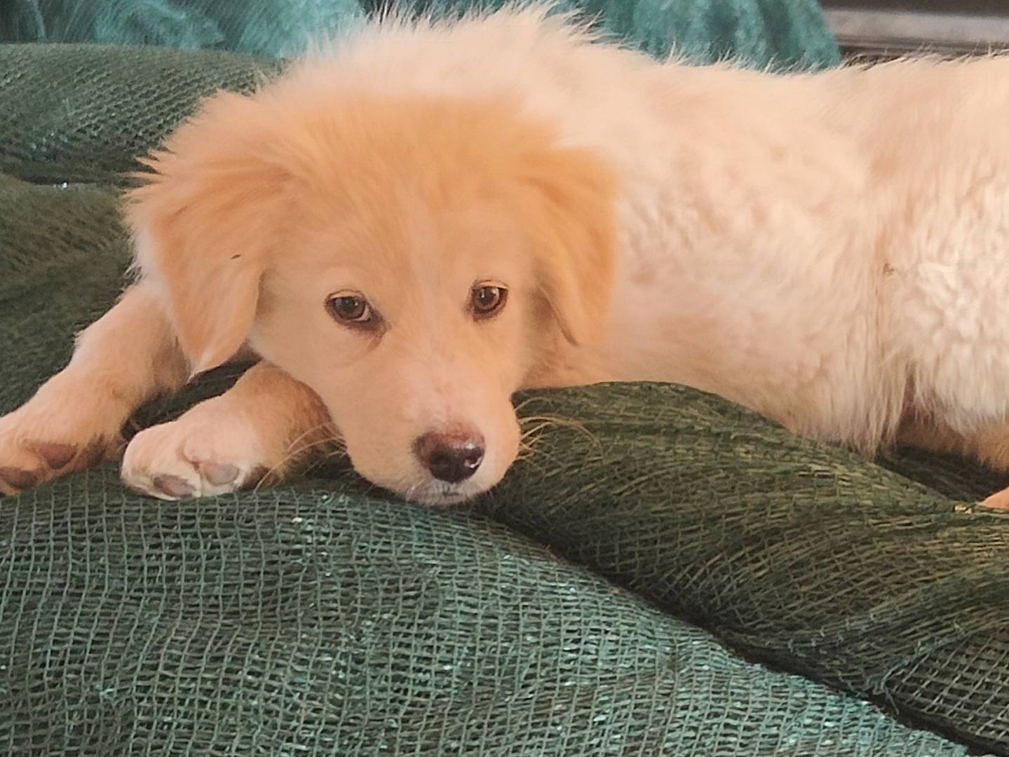 Adotta un cane, femmina, 2 mesi, Vibo