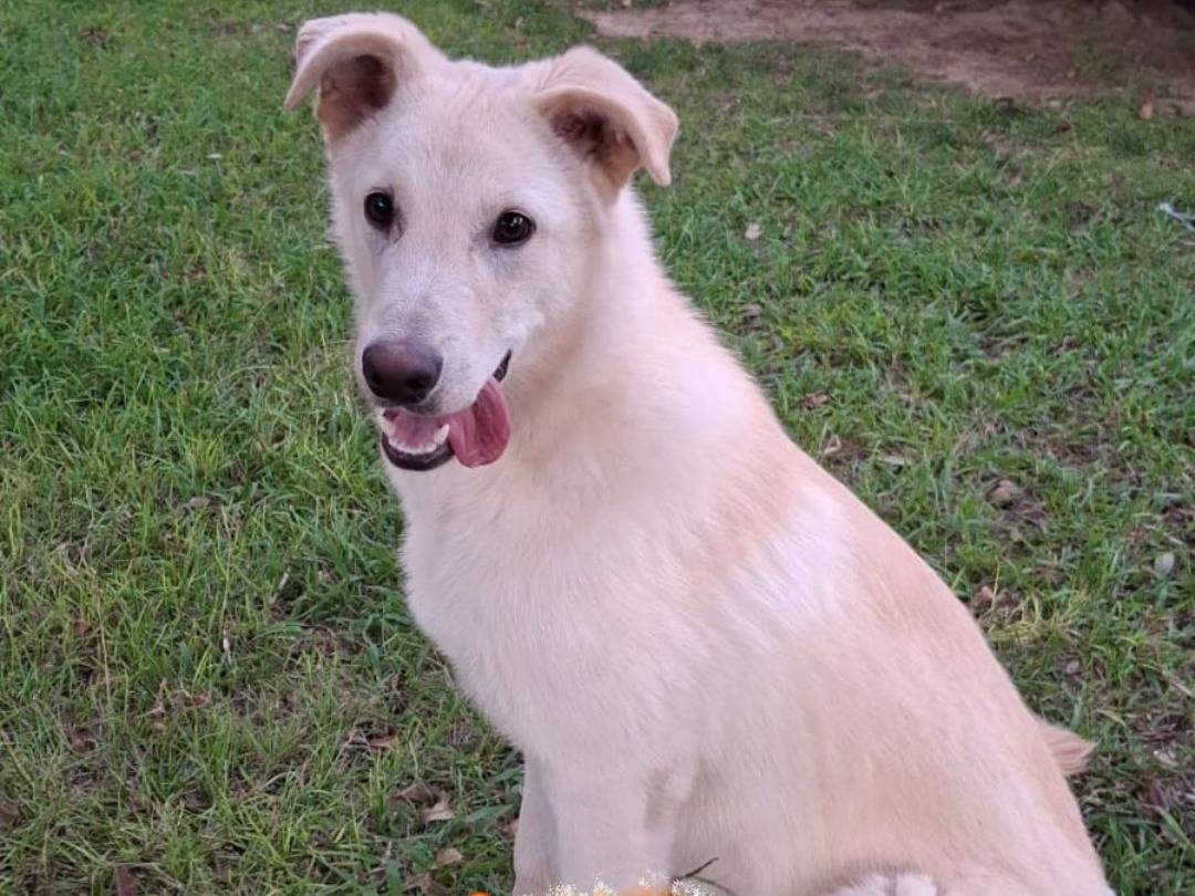 Adozione cane, maschio, Razza sconosciuta Razza sconosciuta, 7 mesi, taglia media, Crotone