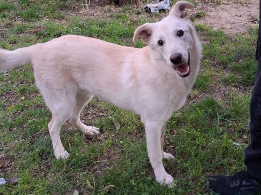 Vuoi adottare un cane a Crotone?