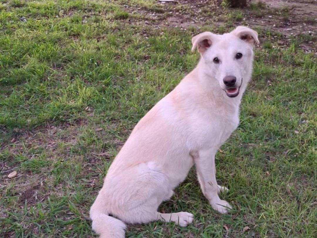 Adotta il cane Sid a Crotone