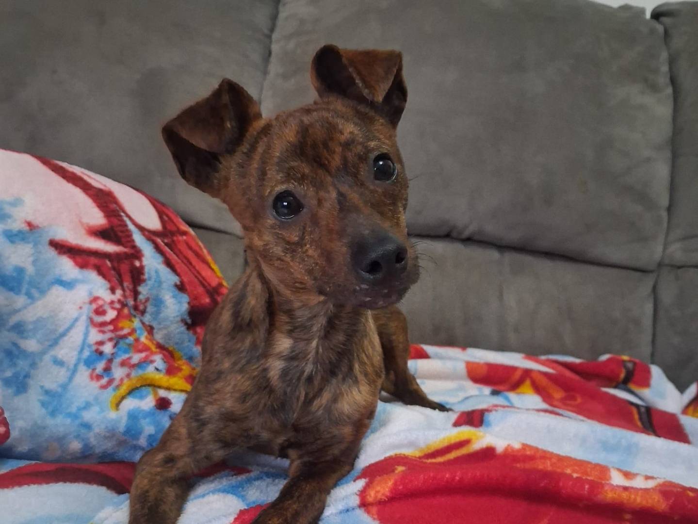 Adozione cane, maschio, Razza sconosciuta Razza sconosciuta, 1 anno e 1 mese, taglia piccola, Crotone