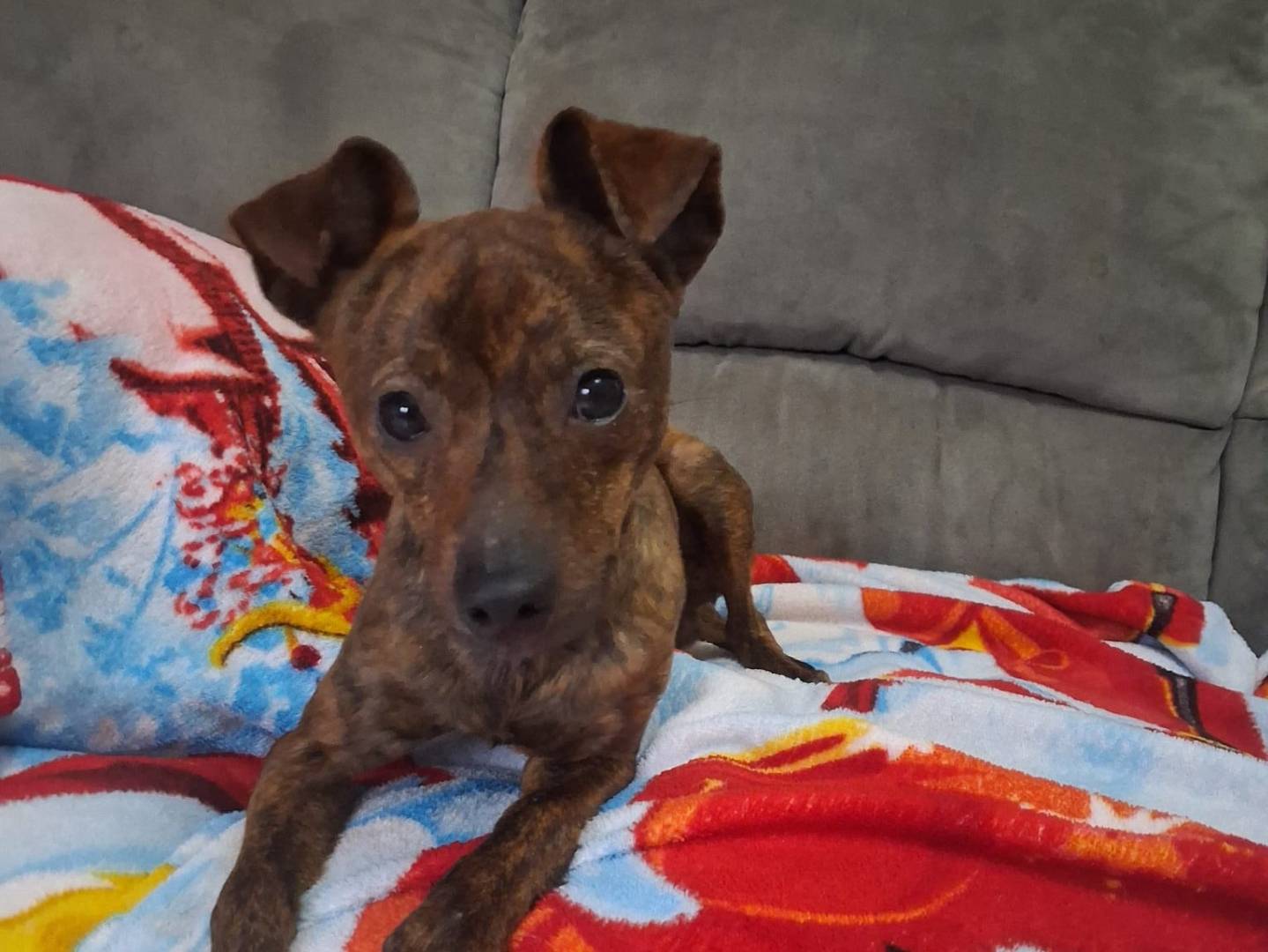 Adotta un cane, taglia piccola, maschio, Crotone