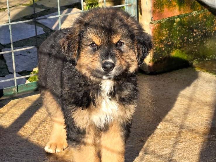 Adozione cane, maschio, Pastore maremmano Pastore tedesco, 2 mesi, taglia grande, Avellino