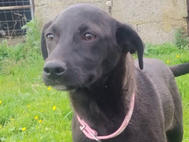 Adozione cane, femmina, Razza sconosciuta Razza sconosciuta, 4 mesi, taglia media contenuta, Crotone