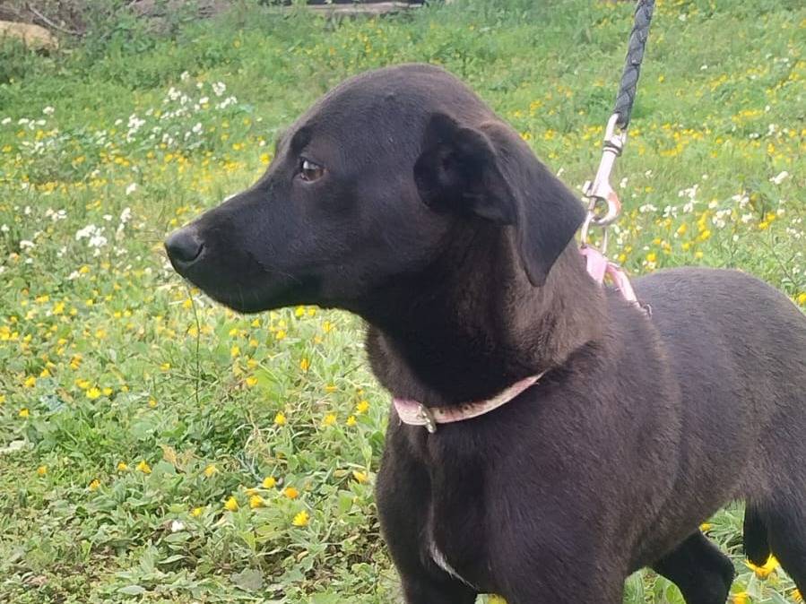 Adotta un cane, femmina, 4 mesi, Crotone