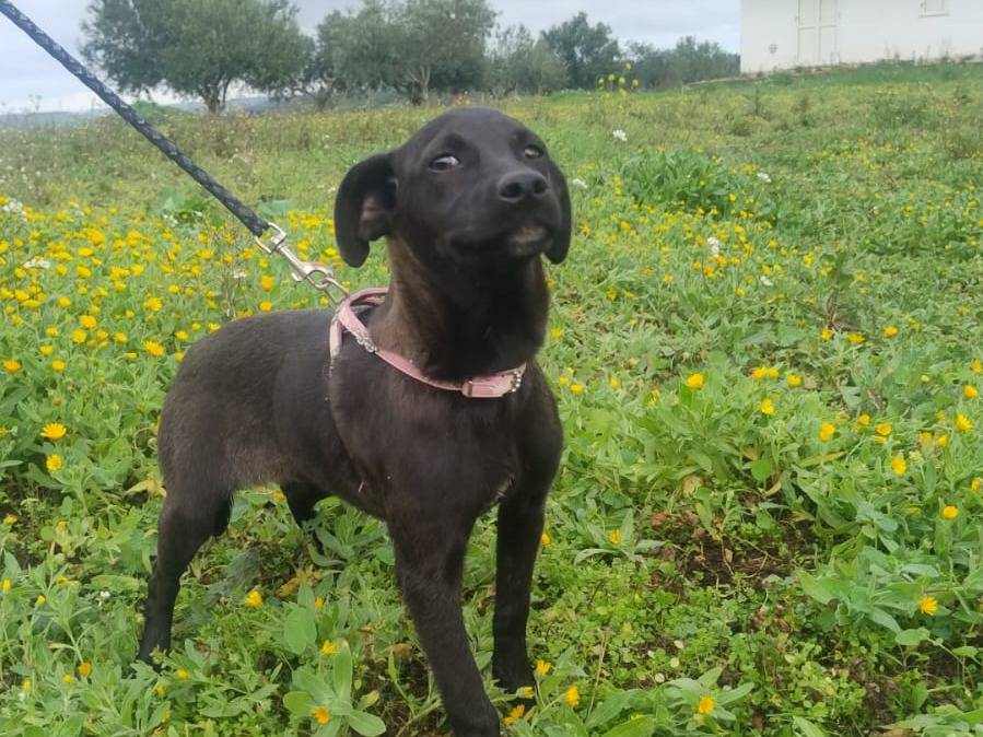 Adotta un cane, taglia media contenuta, femmina, Crotone