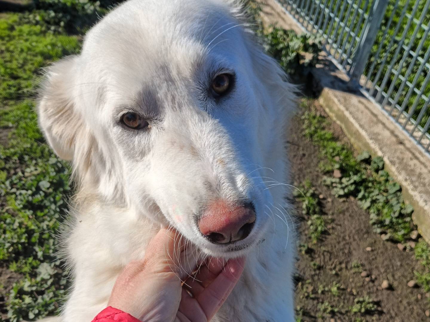 Adozione cane, femmina, Razza sconosciuta Razza sconosciuta, 9 mesi, taglia media, Potenza