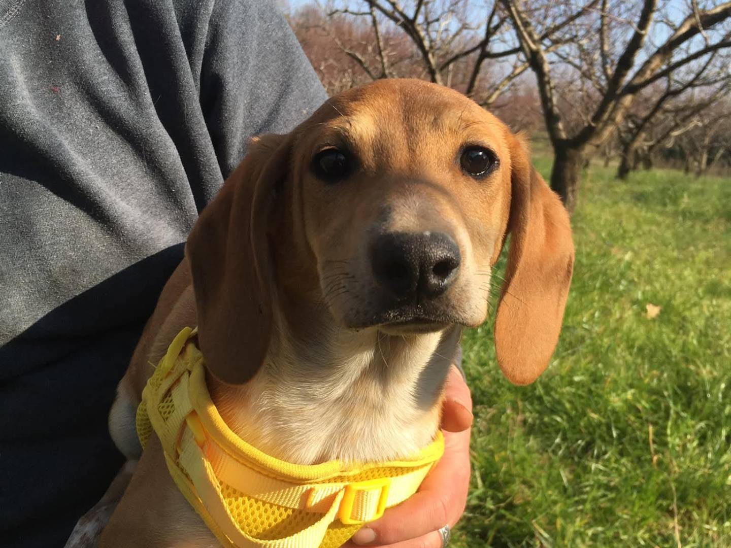 Adozione cane, femmina, Segugio Razza sconosciuta, 3 anni e 11 mesi, taglia media contenuta, Firenze