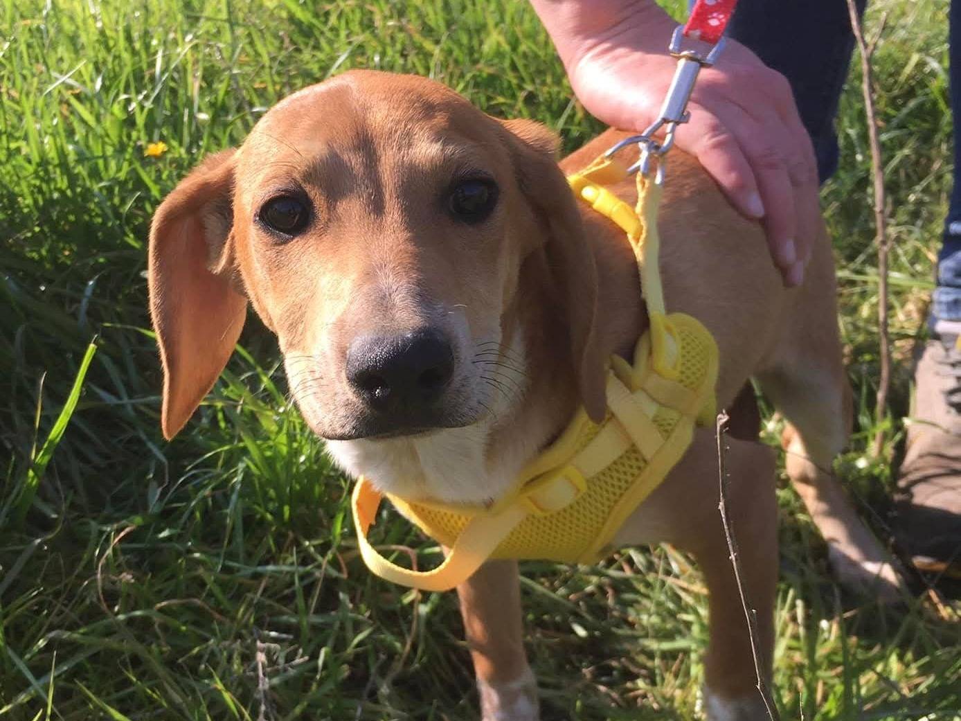 Adotta un cane, femmina, 3 anni e 11 mesi, Firenze