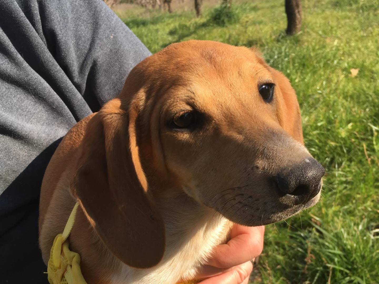 Adotta un cane, taglia media contenuta, femmina, Firenze