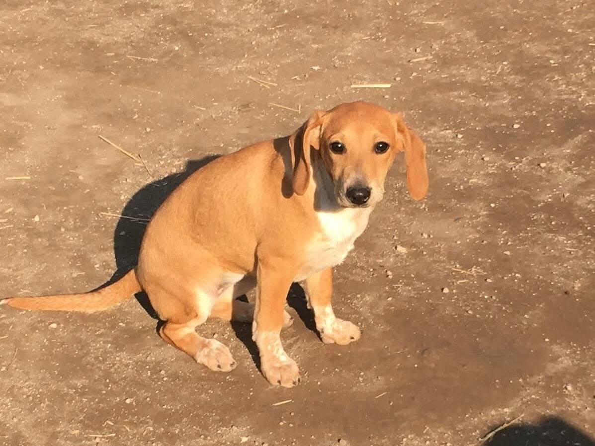 Adotta il cane MUSA a Firenze