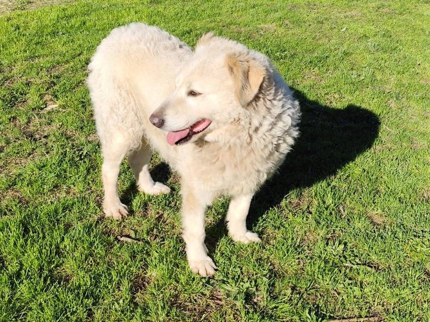 Adozione cane, femmina, Pastore maremmano Razza sconosciuta, 2 anni e 6 mesi, taglia media, Firenze