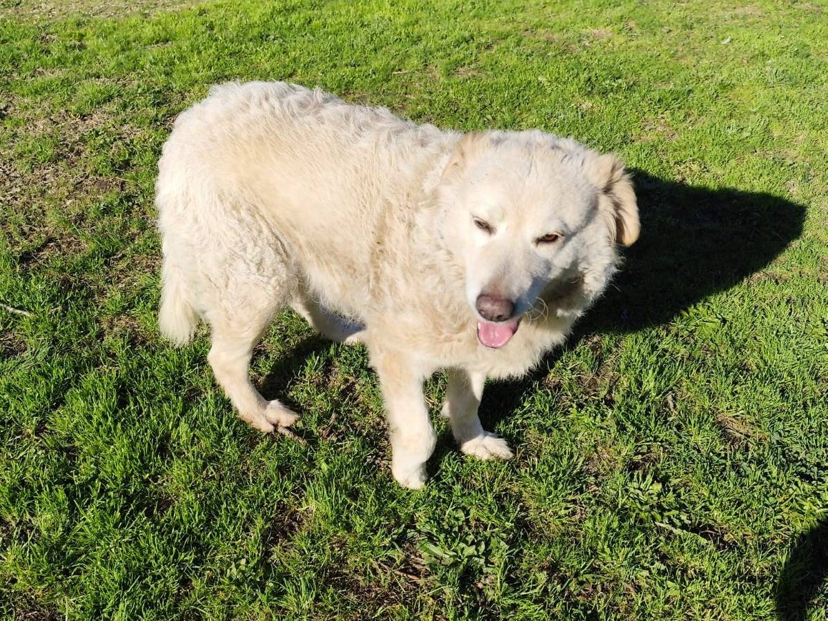 Adotta un cane, femmina, 2 anni e 6 mesi, Firenze