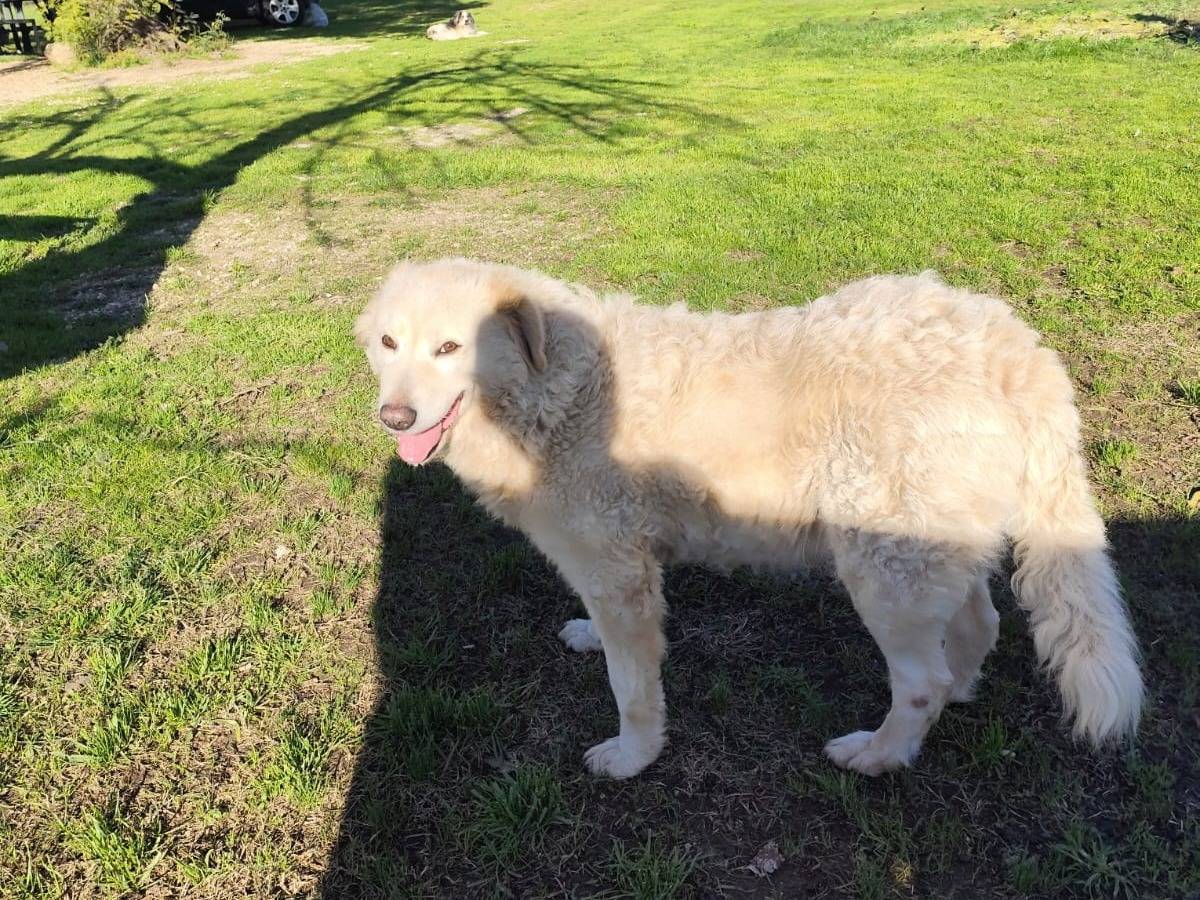 Adotta un cane, taglia media, femmina, Firenze