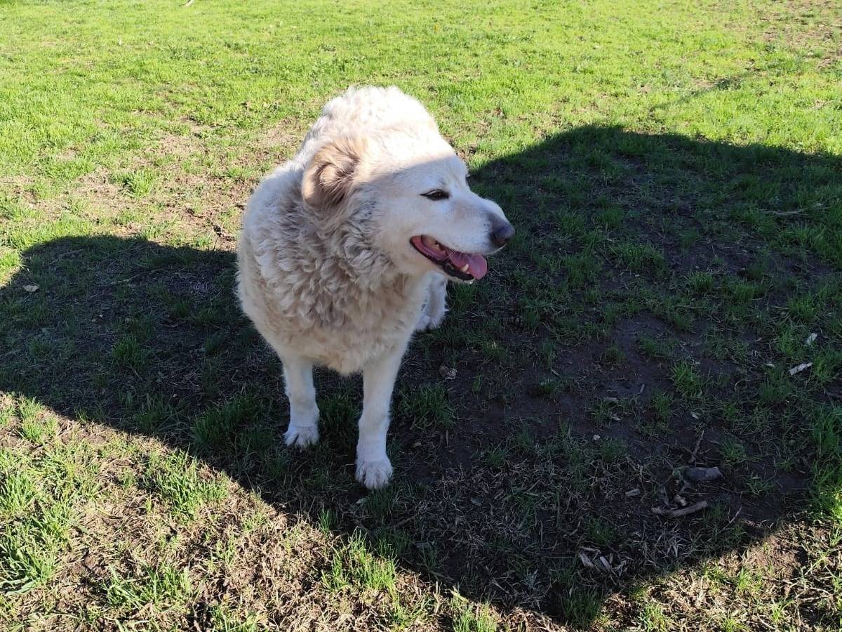 Adotta il cane BLANCA a Firenze