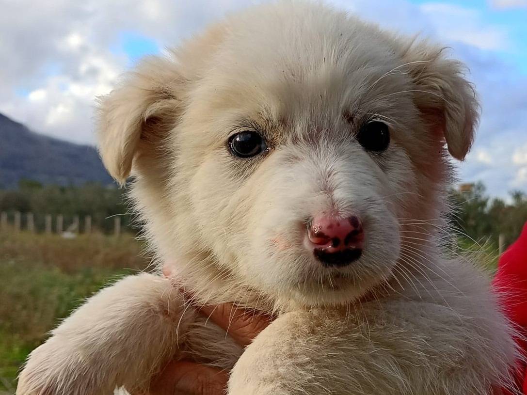 Adozione cane, maschio, Pastore maremmano Razza sconosciuta, 1 mesi, taglia gigante, Trapani