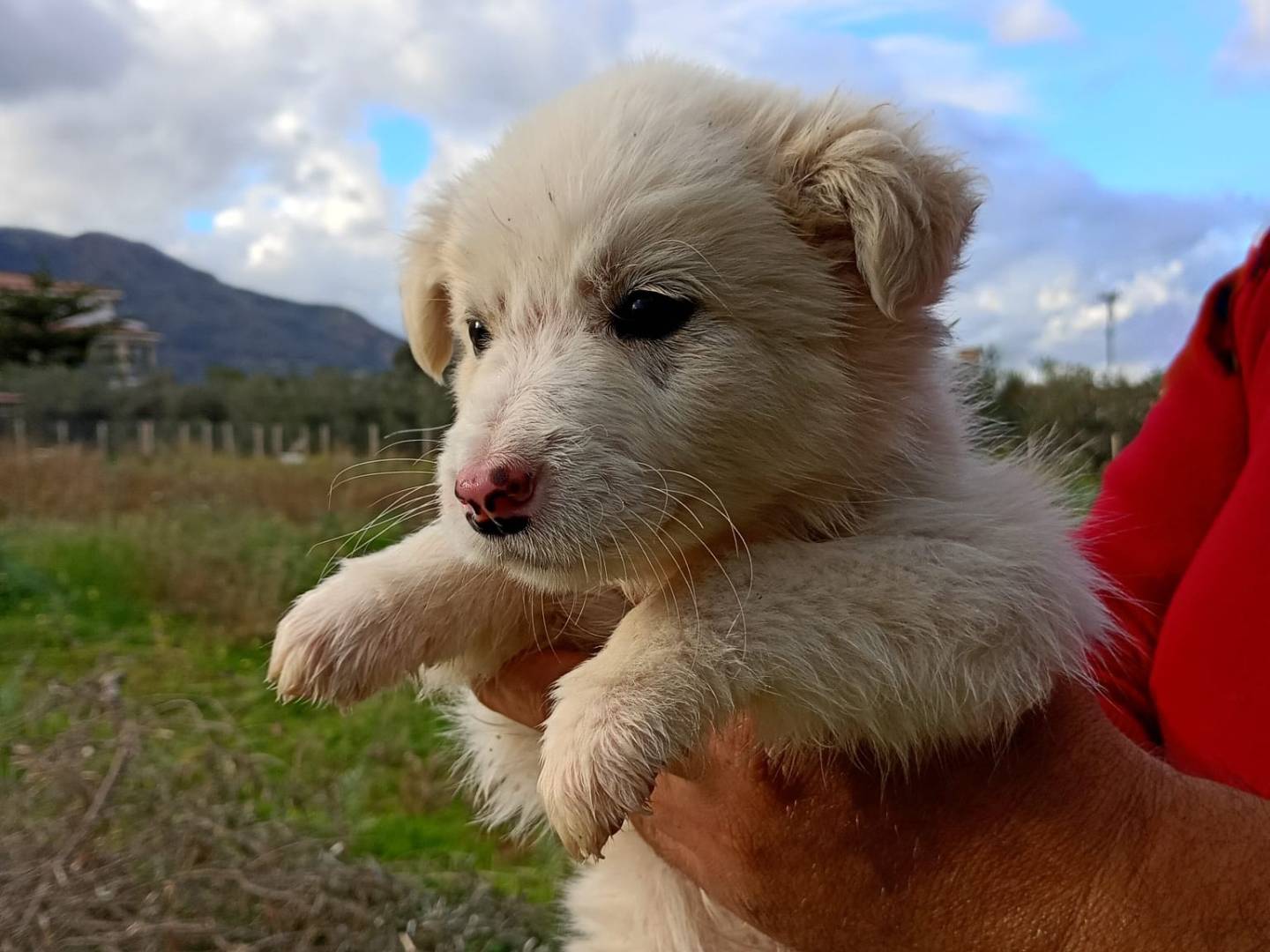 Adotta un cane, maschio, 1 mesi, Trapani
