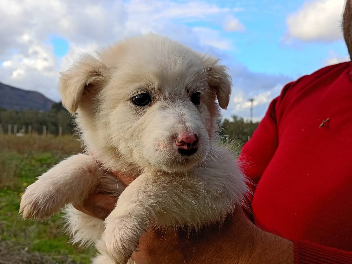 Adotta un cane, taglia gigante, maschio, Trapani