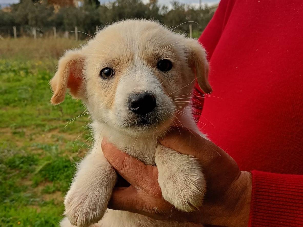 Adozione cane, femmina, Razza sconosciuta Razza sconosciuta, 3 settimane, taglia gigante, Trapani