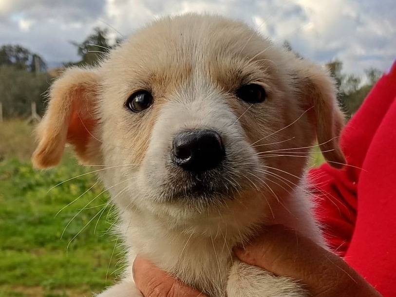 Adotta un cane, femmina, 3 settimane, Trapani