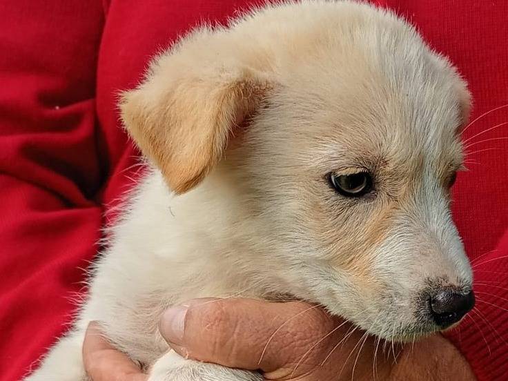 Adotta un cane, taglia gigante, femmina, Trapani