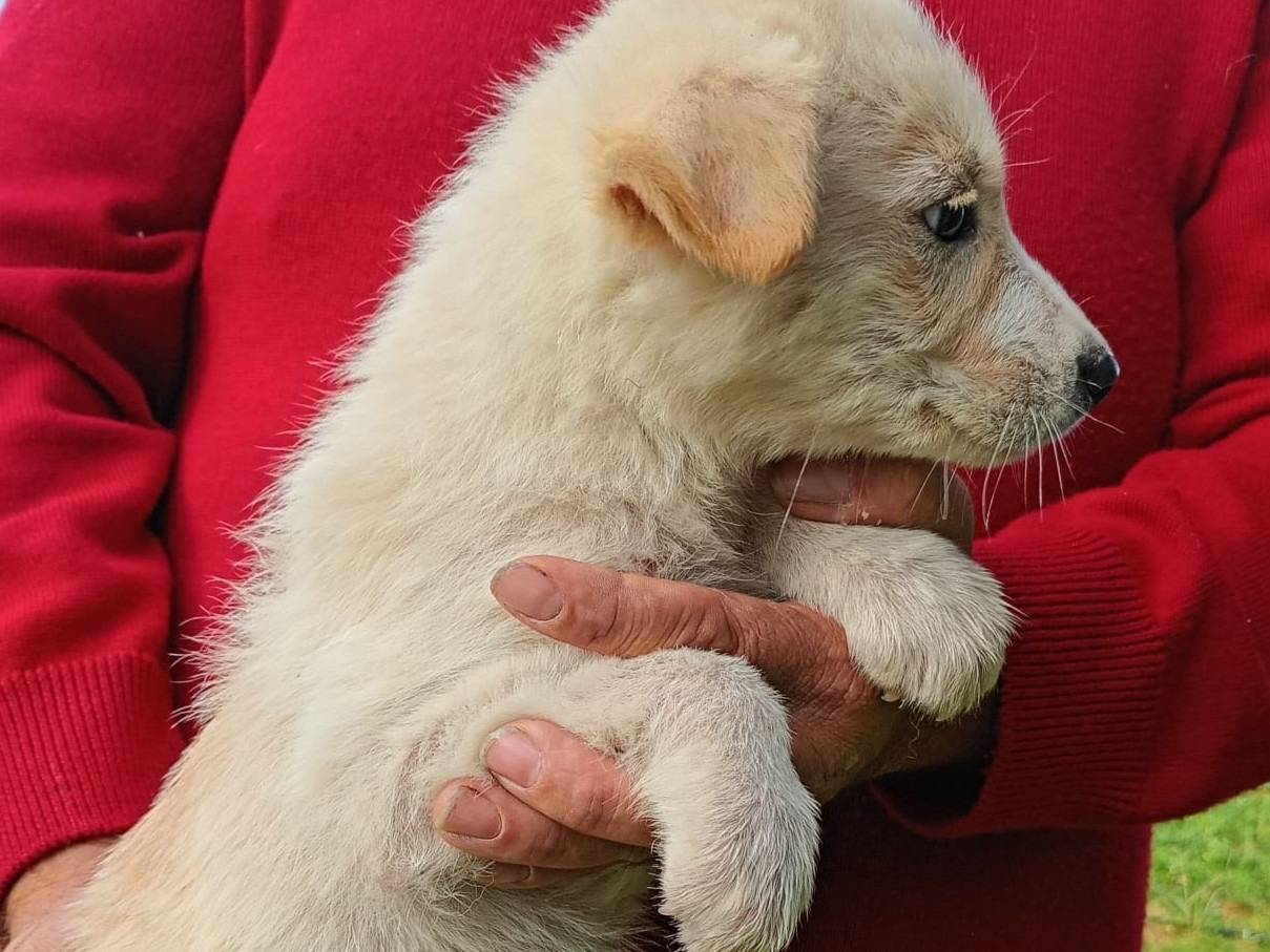 Vuoi adottare un cane a Trapani?