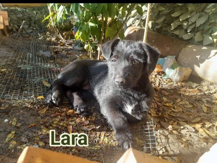 Adozione cane, femmina, Spinone Razza sconosciuta, 2 mesi, taglia piccola, Crotone