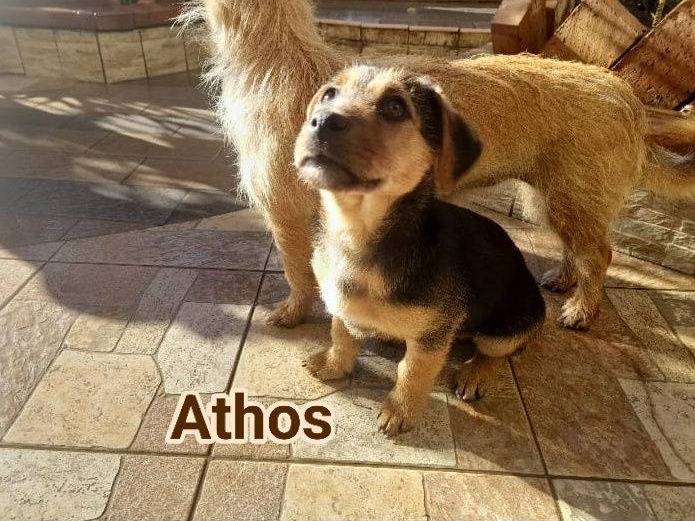 Adozione cane, maschio, Spinone Razza sconosciuta, 2 mesi, taglia piccola, Crotone