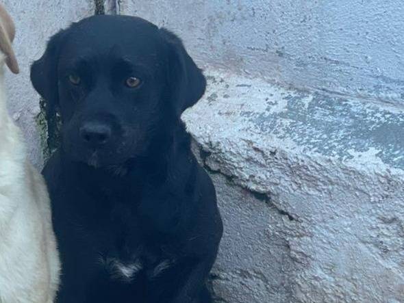 Adozione cane, femmina, Razza sconosciuta Razza sconosciuta, 3 anni e 6 mesi, taglia media, Crotone