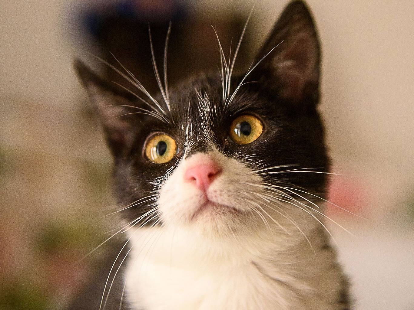 Adozione gatto, femmina, Razza sconosciuta Razza sconosciuta, 2 mesi, taglia non valida, Genova