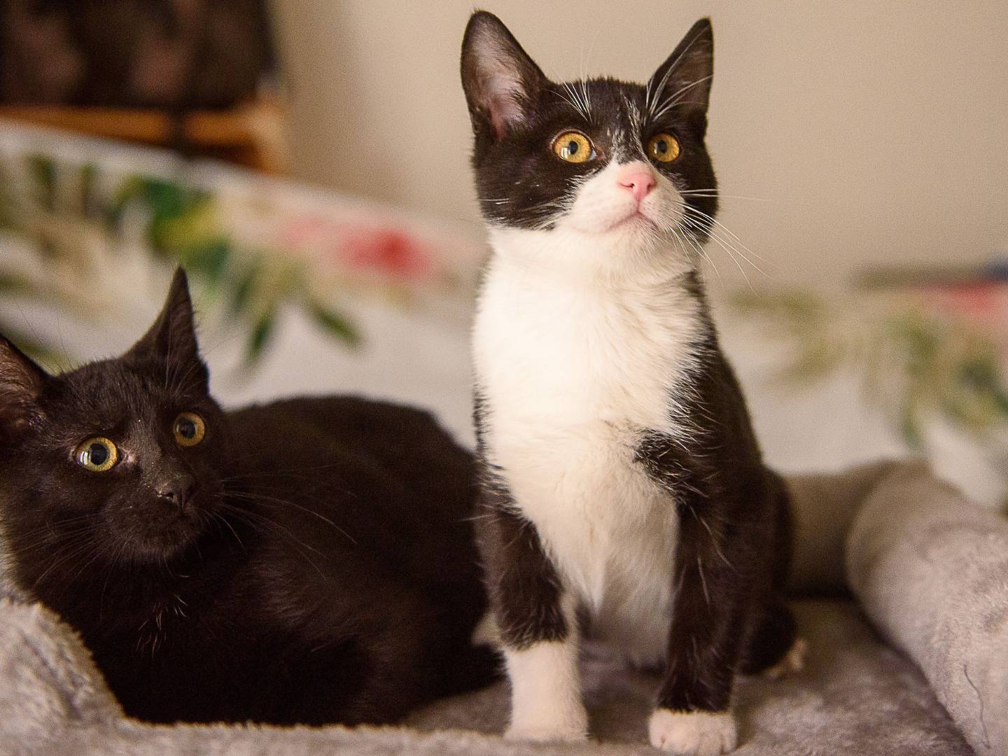 Adotta un gatto, femmina, 2 mesi, Genova